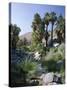 Palm Canyon, Palm Springs, California, USA-Ruth Tomlinson-Stretched Canvas