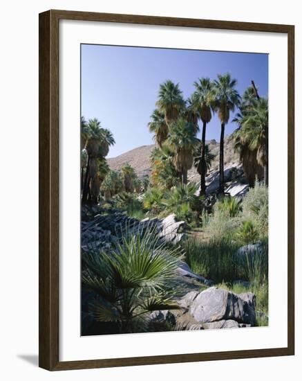 Palm Canyon, Palm Springs, California, USA-Ruth Tomlinson-Framed Photographic Print
