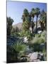Palm Canyon, Palm Springs, California, USA-Ruth Tomlinson-Mounted Photographic Print