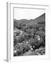 Palm Canyon-null-Framed Photographic Print