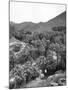 Palm Canyon-null-Mounted Photographic Print