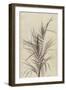 Palm, Chamaerops Exelsa (litho)-European School-Framed Giclee Print