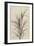 Palm, Chamaerops Exelsa (litho)-European School-Framed Giclee Print