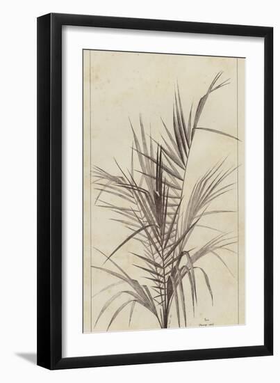 Palm, Chamaerops Exelsa (litho)-European School-Framed Giclee Print