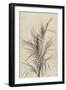 Palm, Chamaerops Exelsa (litho)-European School-Framed Giclee Print