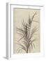 Palm, Chamaerops Exelsa (litho)-European School-Framed Giclee Print