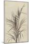 Palm, Chamaerops Exelsa (litho)-European School-Mounted Giclee Print