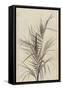 Palm, Chamaerops Exelsa (litho)-European School-Framed Stretched Canvas