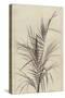 Palm, Chamaerops Exelsa (litho)-European School-Stretched Canvas