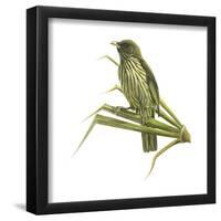 Palm-Chat (Dulus Dominicus), Birds-Encyclopaedia Britannica-Framed Poster