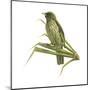 Palm-Chat (Dulus Dominicus), Birds-Encyclopaedia Britannica-Mounted Poster