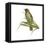 Palm-Chat (Dulus Dominicus), Birds-Encyclopaedia Britannica-Framed Stretched Canvas