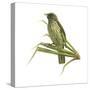 Palm-Chat (Dulus Dominicus), Birds-Encyclopaedia Britannica-Stretched Canvas