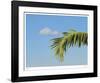 Palm Cloud Islamorada-John Gynell-Framed Giclee Print