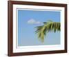 Palm Cloud Islamorada-John Gynell-Framed Giclee Print