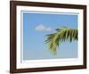 Palm Cloud Islamorada-John Gynell-Framed Giclee Print