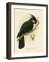 Palm Cockatoo, 1891-Gracius Broinowski-Framed Giclee Print