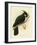 Palm Cockatoo, 1891-Gracius Broinowski-Framed Giclee Print