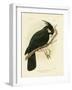 Palm Cockatoo, 1891-Gracius Broinowski-Framed Giclee Print