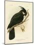 Palm Cockatoo, 1891-Gracius Broinowski-Mounted Giclee Print