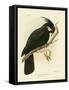 Palm Cockatoo, 1891-Gracius Broinowski-Framed Stretched Canvas