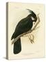 Palm Cockatoo, 1891-Gracius Broinowski-Stretched Canvas