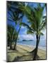 Palm Cove, with Double Island Beyond, North of Cairns, Queensland, Australia-Robert Francis-Mounted Photographic Print