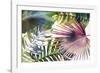 Palm Dreams - Rainbow-Paul Duncan-Framed Giclee Print