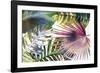 Palm Dreams - Rainbow-Paul Duncan-Framed Giclee Print