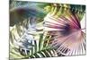 Palm Dreams - Rainbow-Paul Duncan-Mounted Giclee Print