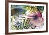 Palm Dreams - Rainbow-Paul Duncan-Framed Giclee Print