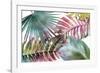 Palm Fantasy - Rainbow-Paul Duncan-Framed Giclee Print