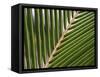 Palm, Fiji-David Wall-Framed Stretched Canvas