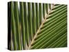 Palm, Fiji-David Wall-Stretched Canvas