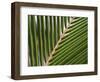 Palm, Fiji-David Wall-Framed Photographic Print