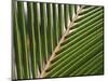 Palm, Fiji-David Wall-Mounted Photographic Print