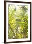 Palm Fonds II-Karyn Millet-Framed Photographic Print