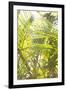 Palm Fonds II-Karyn Millet-Framed Photographic Print