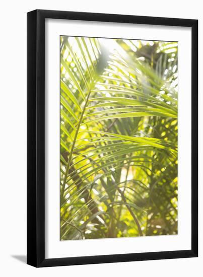 Palm Fonds II-Karyn Millet-Framed Photographic Print