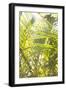 Palm Fonds II-Karyn Millet-Framed Photographic Print