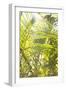 Palm Fonds II-Karyn Millet-Framed Photographic Print