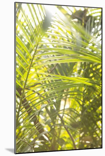 Palm Fonds II-Karyn Millet-Mounted Photographic Print