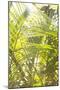 Palm Fonds II-Karyn Millet-Mounted Photographic Print