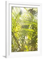 Palm Fonds II-Karyn Millet-Framed Photographic Print