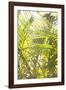 Palm Fonds II-Karyn Millet-Framed Photographic Print