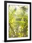 Palm Fonds II-Karyn Millet-Framed Photographic Print