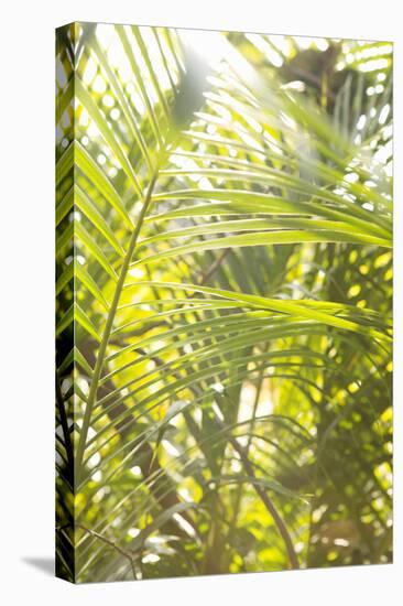 Palm Fonds II-Karyn Millet-Stretched Canvas