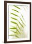 Palm Fonds IV-Karyn Millet-Framed Photographic Print