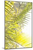 Palm Fonds-Karyn Millet-Mounted Photographic Print