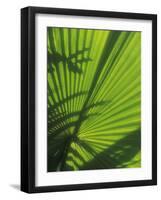 Palm Frond Detail, Siem Reap, Cambodia-Walter Bibikow-Framed Photographic Print